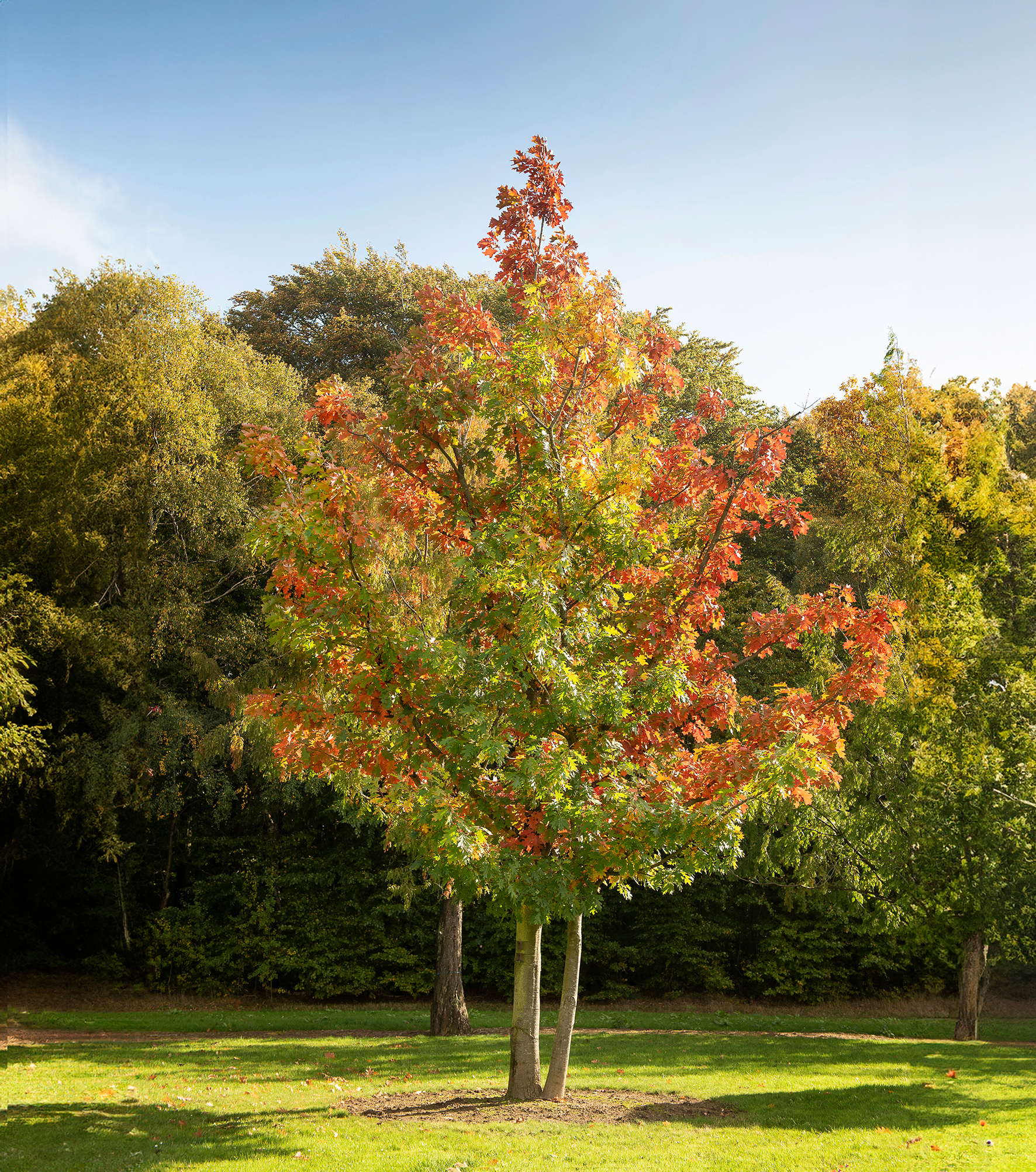 Quercus rubra Unikat